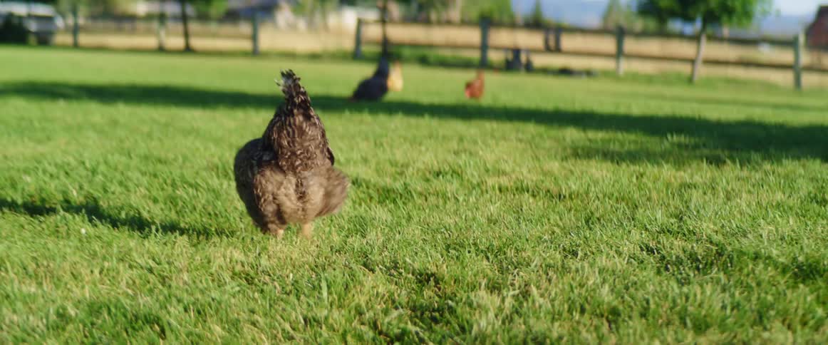 Chickens run around on the grass in a field
