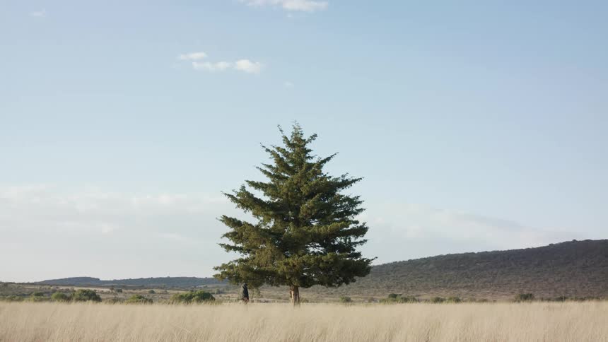 Woman wearing a robe walks past a pine tree in the grassland near the hills