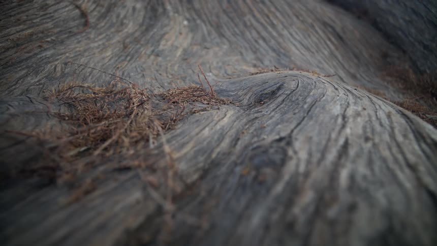 Brush lays on the large tree trunk