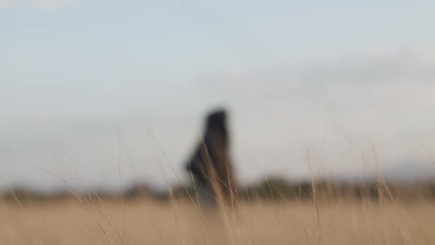 Woman covered with a robe stands still in a grass field