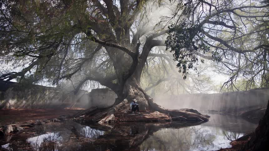 Elderly mexican man sits in the early morning mist under a large tree near a river