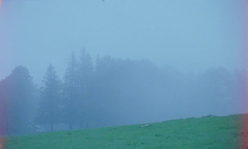 A woodland next to a grassland obscured by thick fog