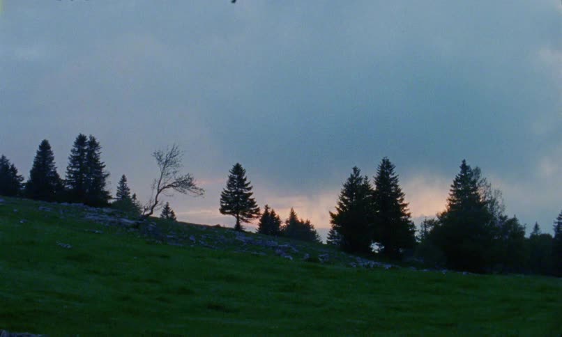A landscape view of trees in a grassy area