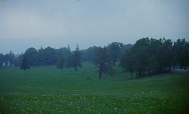 Footage of a landscape with trees is displayed