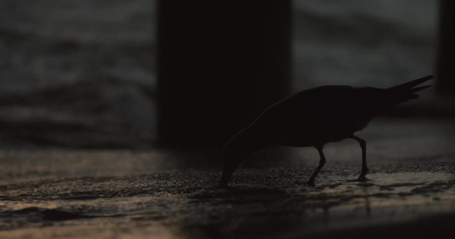 A bird walks on a wet beach as the tide recedes