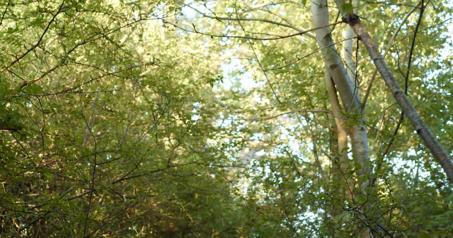A view of a forest is displayed at midday