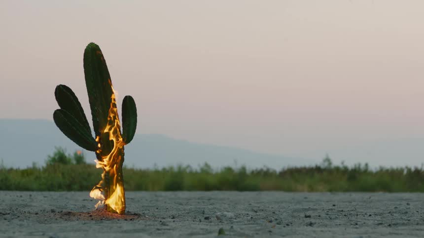 A cactus burns in the desert