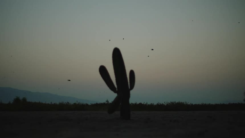 A view of a cactus is displayed outdoors