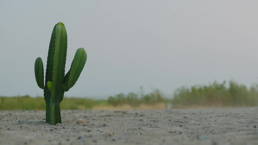 Dust blows across sand near single cactus under clear sky