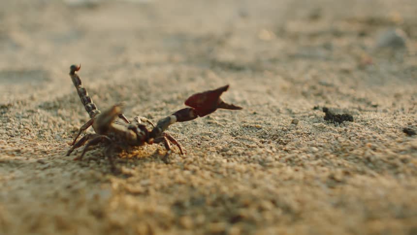 A scorpion with its arms stretched out on sand
