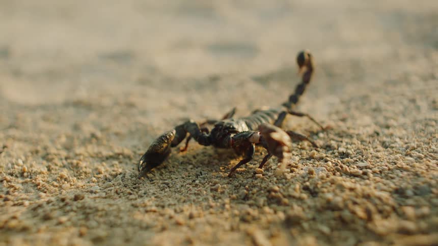 A scorpion is crawling in the sand