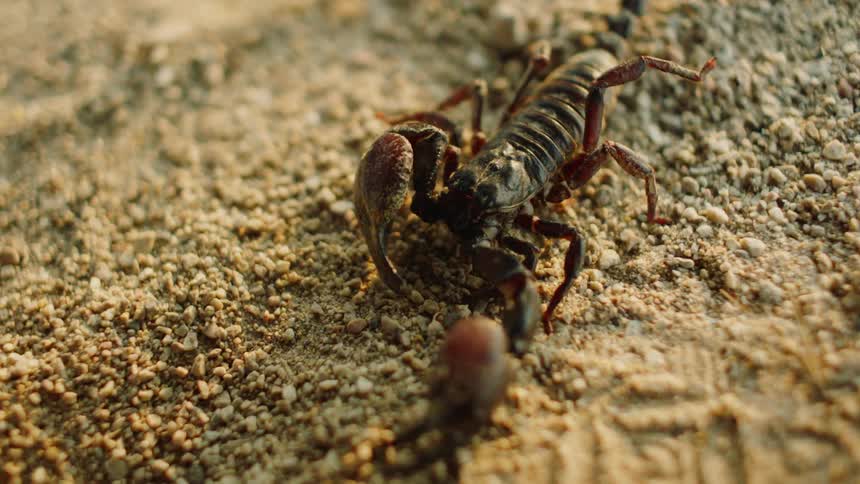 A scorpion is crawling in the sand