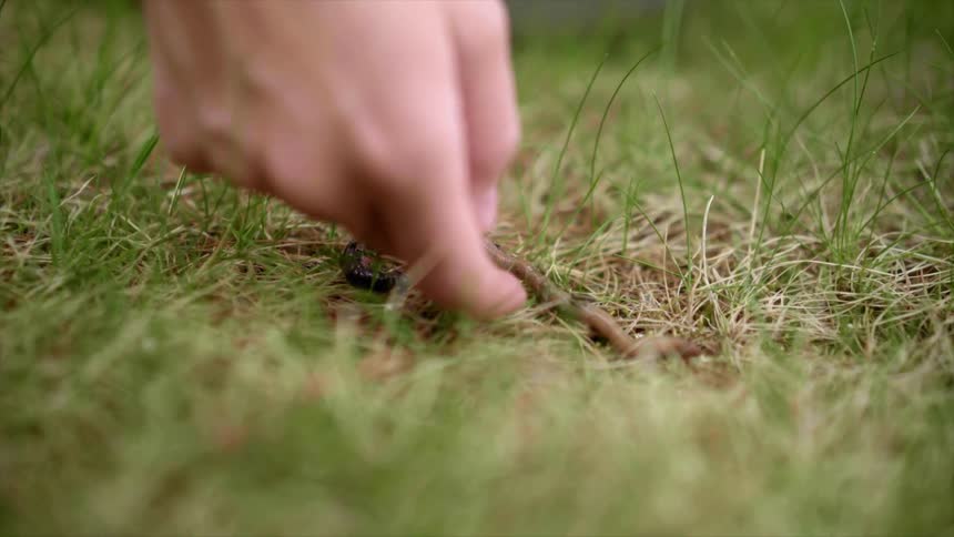 A person is picking up a worm and putting it in a jar