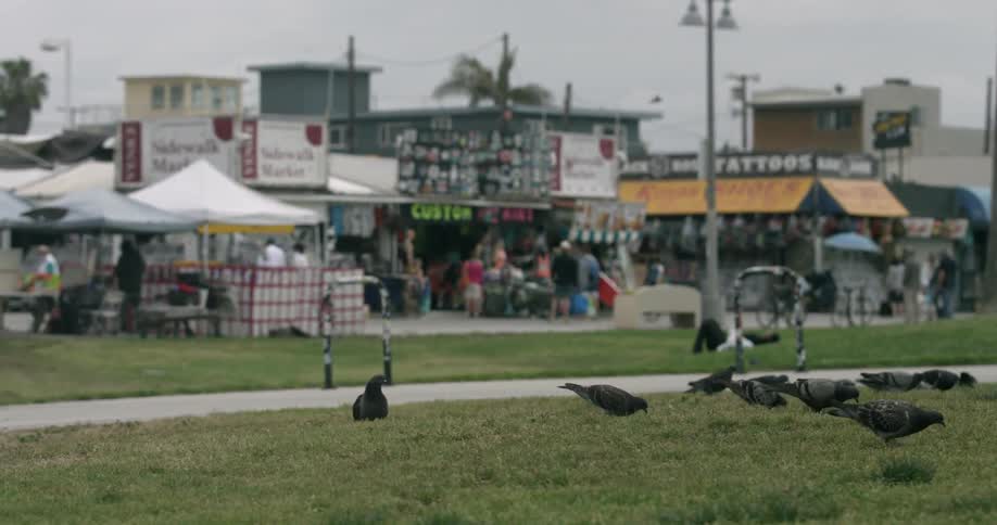 Birds are eating off the grass on a cloudy day