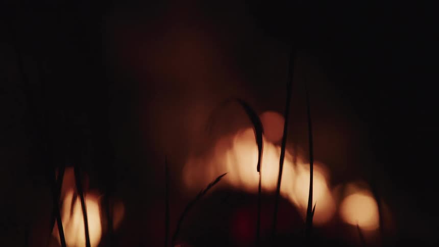 Burning flame casts plant stalks into silhouette