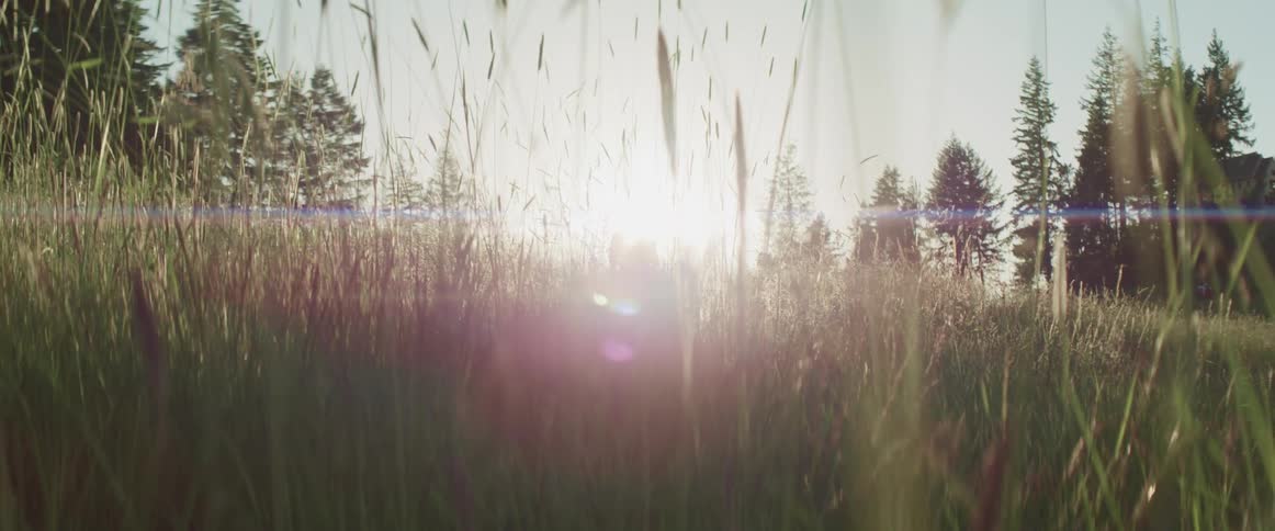 The sun is shining in a grassland area