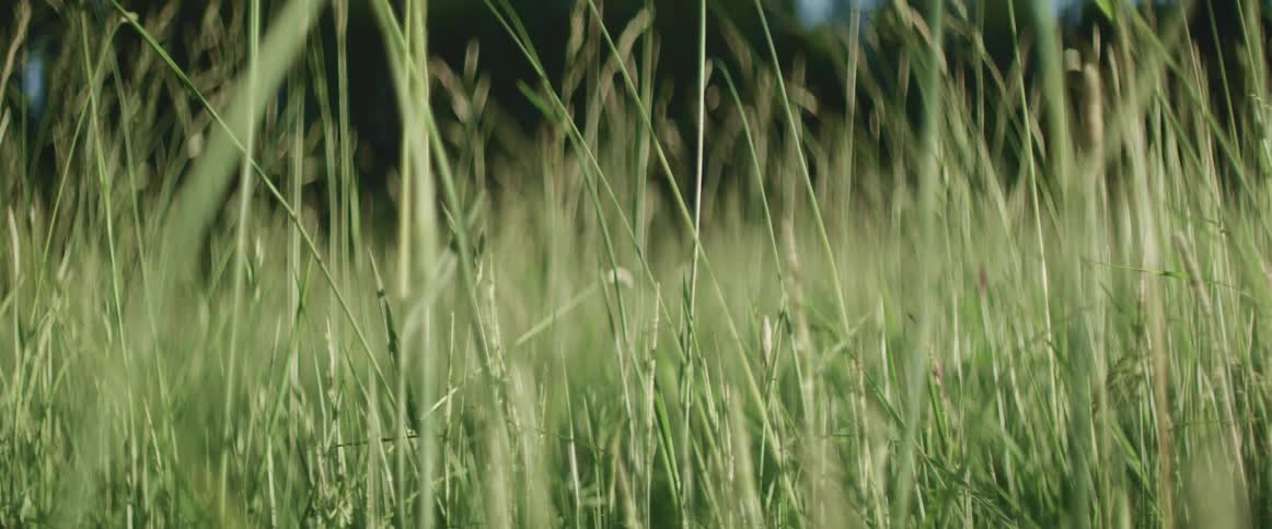 A view of a grassland area is displayed