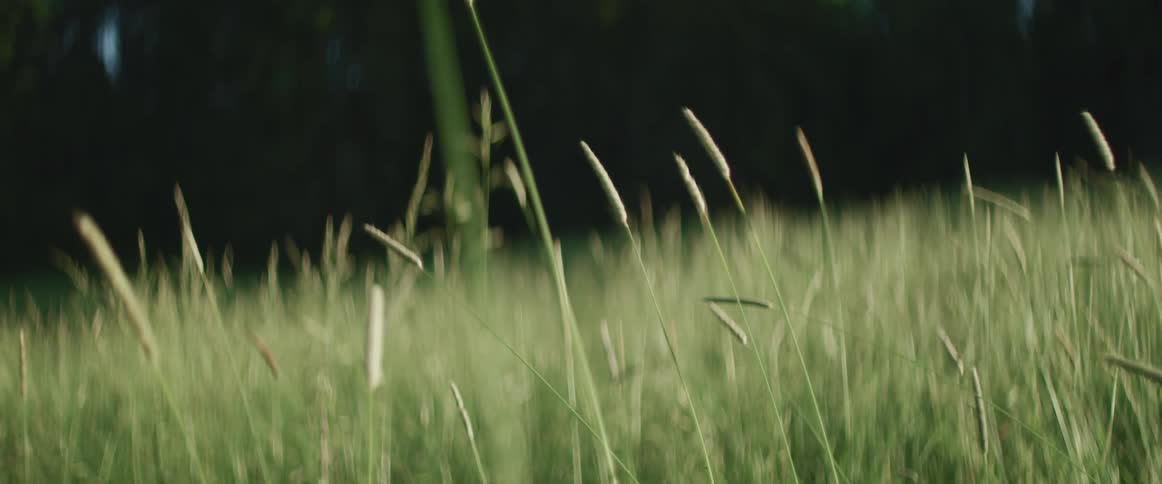 Blades of grass in the wind in a field near a forest