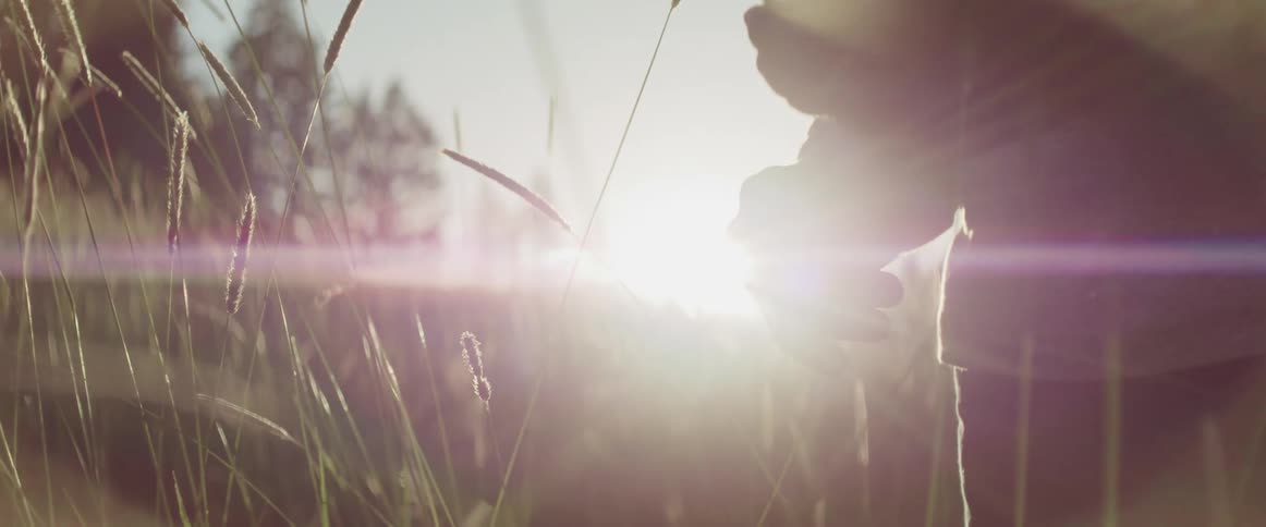 A person touches grass blades in a grass field at sunset