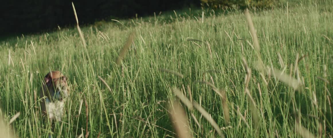 Dog runs across meadow of tall grasses looking around intently