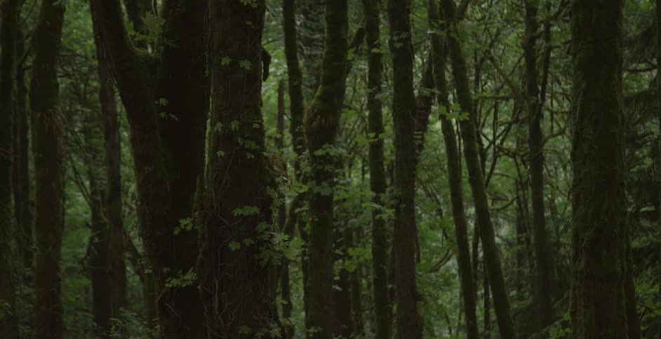 A green, dim forest