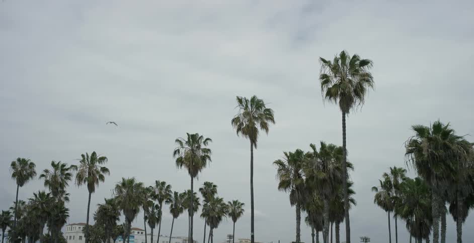 A bird flies over palm trees on a cloudy day