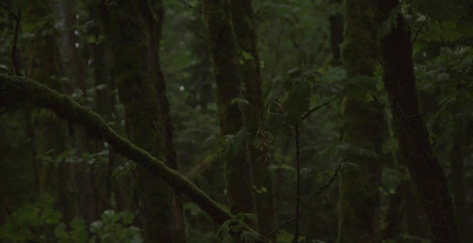 Trees grow in the woods