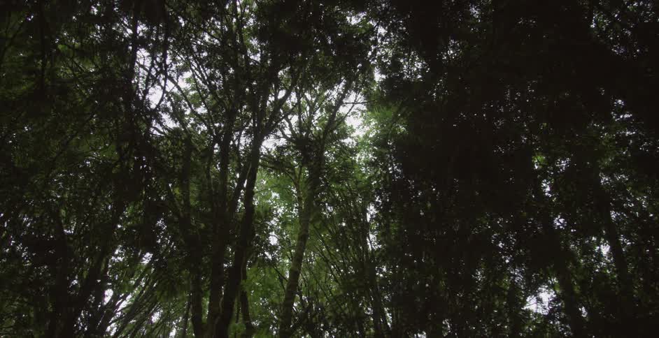 Trees tower overhead in the woods