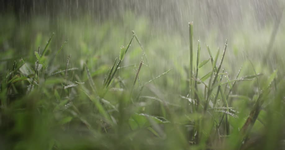 Rain is falling on some green grass