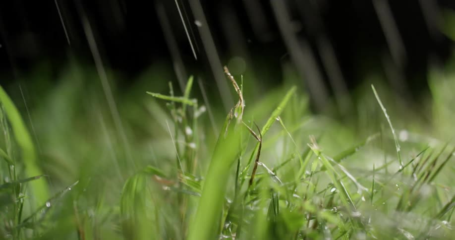 Raindrops fall on green grass