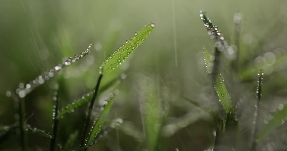 Dew covered grass gets rained on
