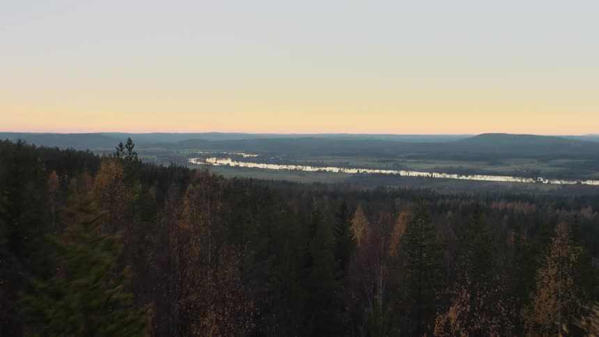 Tall trees in a forest near a river
