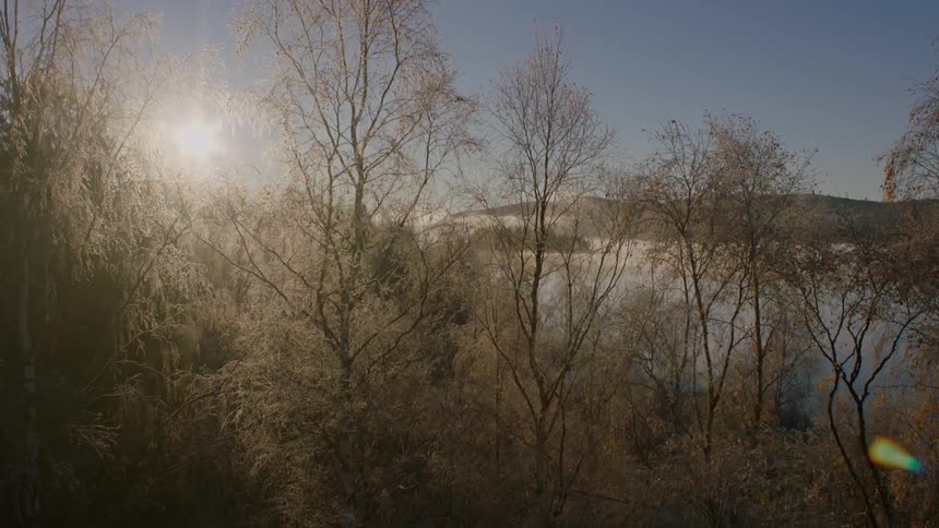 A dense forest sits by a lake