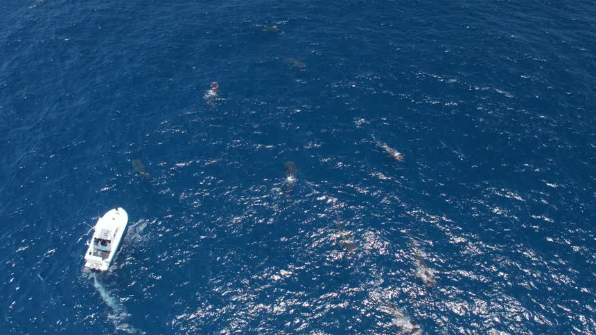 The boat is sailing next to a group of sharks