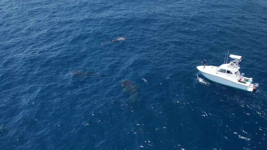 A person stands on a boat and looks at sea life in the ocean