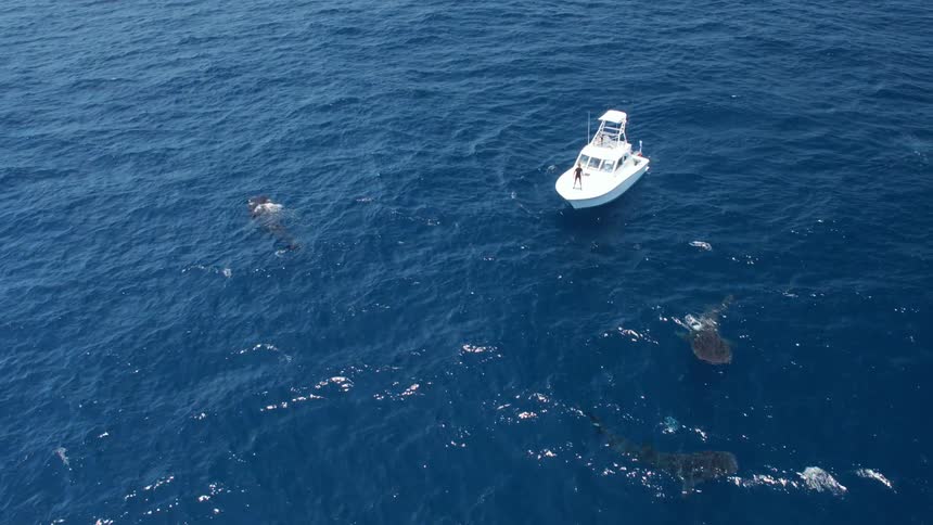 The sharks swim around the boat
