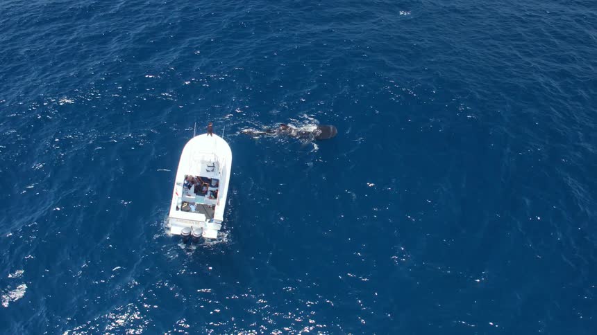 Aerial view of a man standing in the bow of a yatch watching a whale shark swim in the blue ocean waters