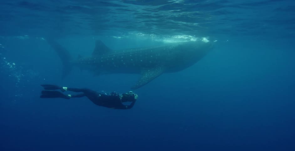 A diver swims alongside and films a whale shark in the open ocean
