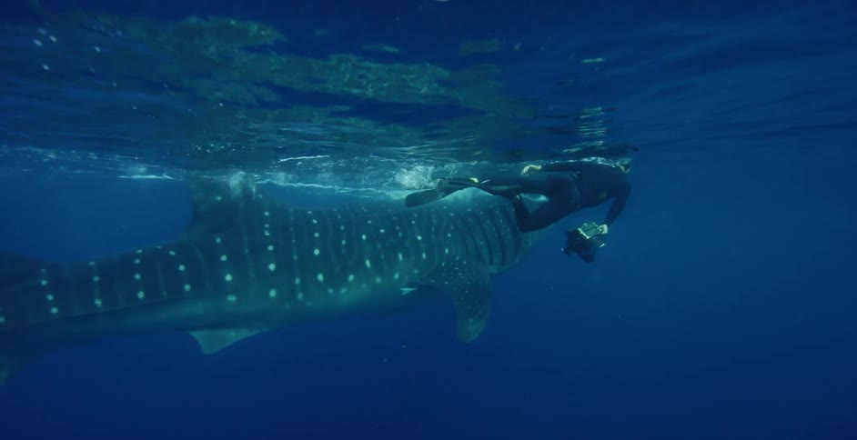 Free diver films a whale shark with underwater camera on the blue ocean waters