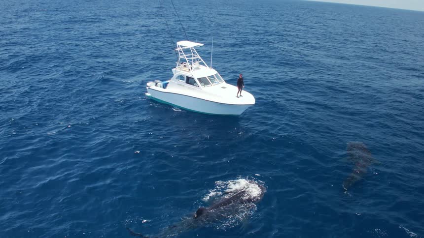A diver stands on a boat and looks at the whales in the water