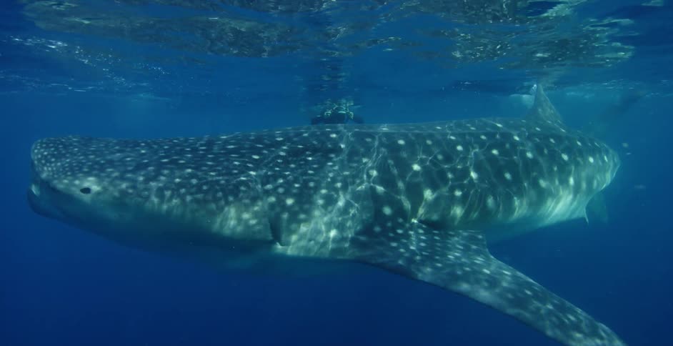 Shark swims underwater as a diver photographs it with a camera
