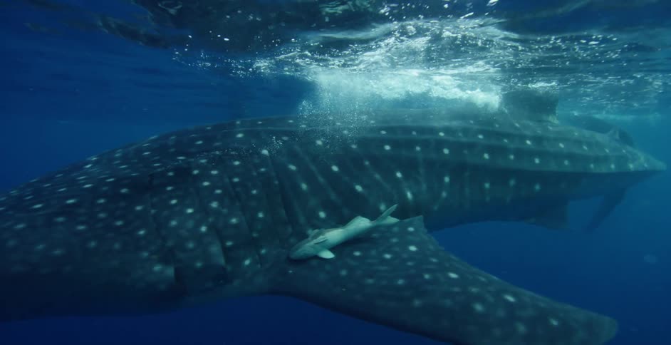 An underwater view of a sea life is displayed