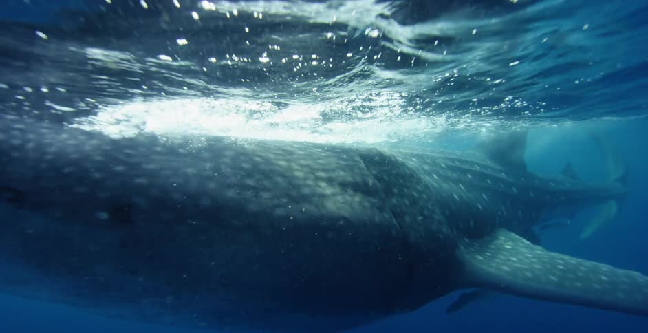 A diver swims with a whale shark in the open ocean