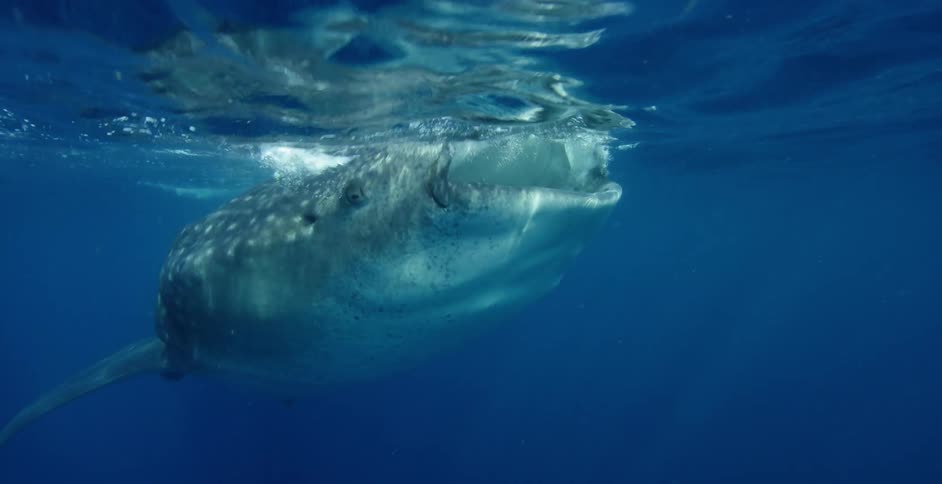 A whale shark swims at the surface of an ocean