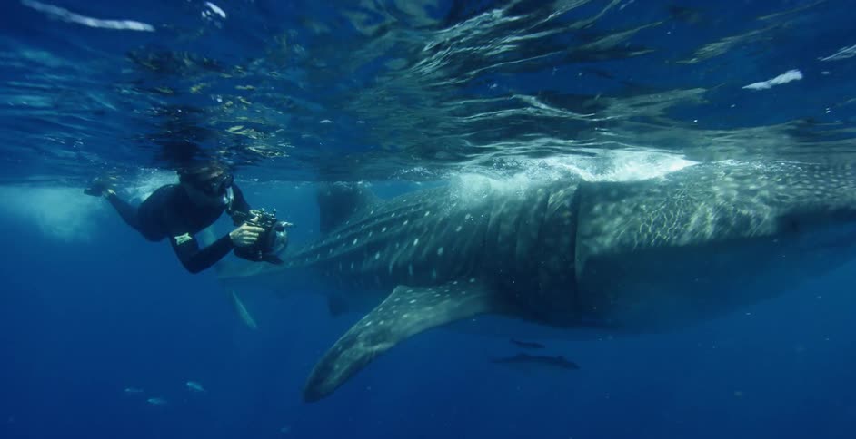 A camera operator swims underwater to film a large spotted shark as it swims near the surface