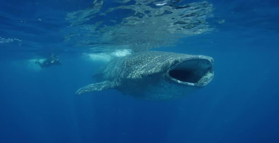 A photographer is filming the whale shark traveling underwater