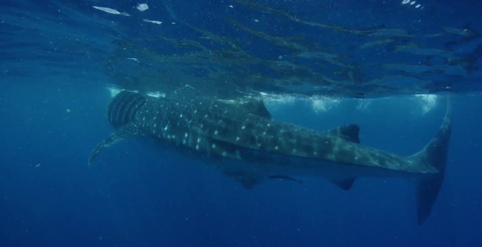 A whale shark is swimming underwater