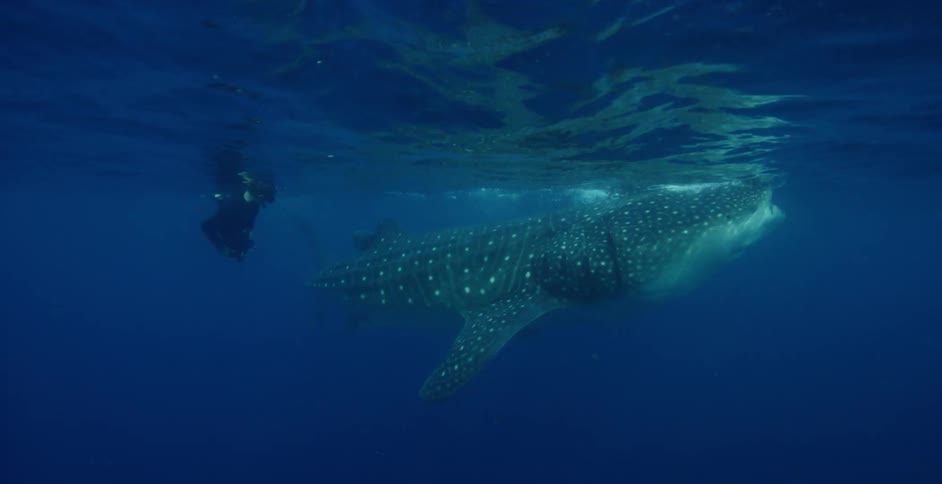 A diver swims alongside a whale shark in an open ocean