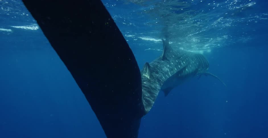 A whale shark is swimming by the surface of the water