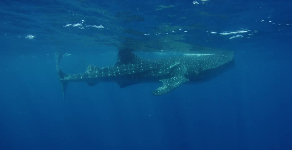 A large spotted shark swims near the surface of the ocean
